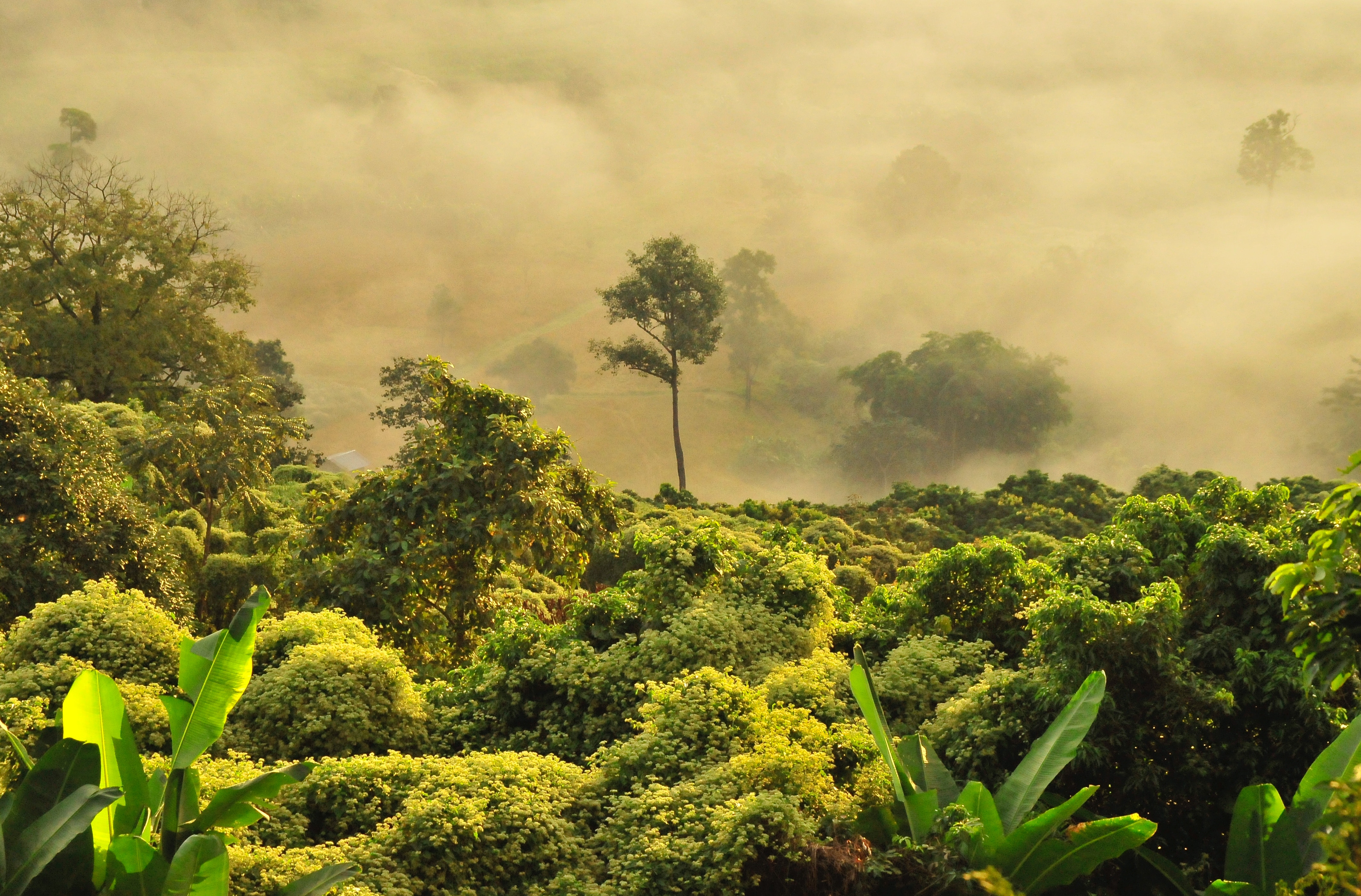 Rainforest Action Network Archives - Real Food Media