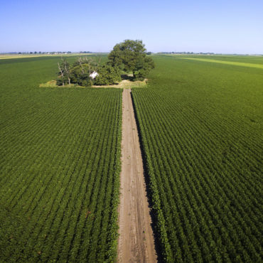 Aerial shot of agricultural soy fields